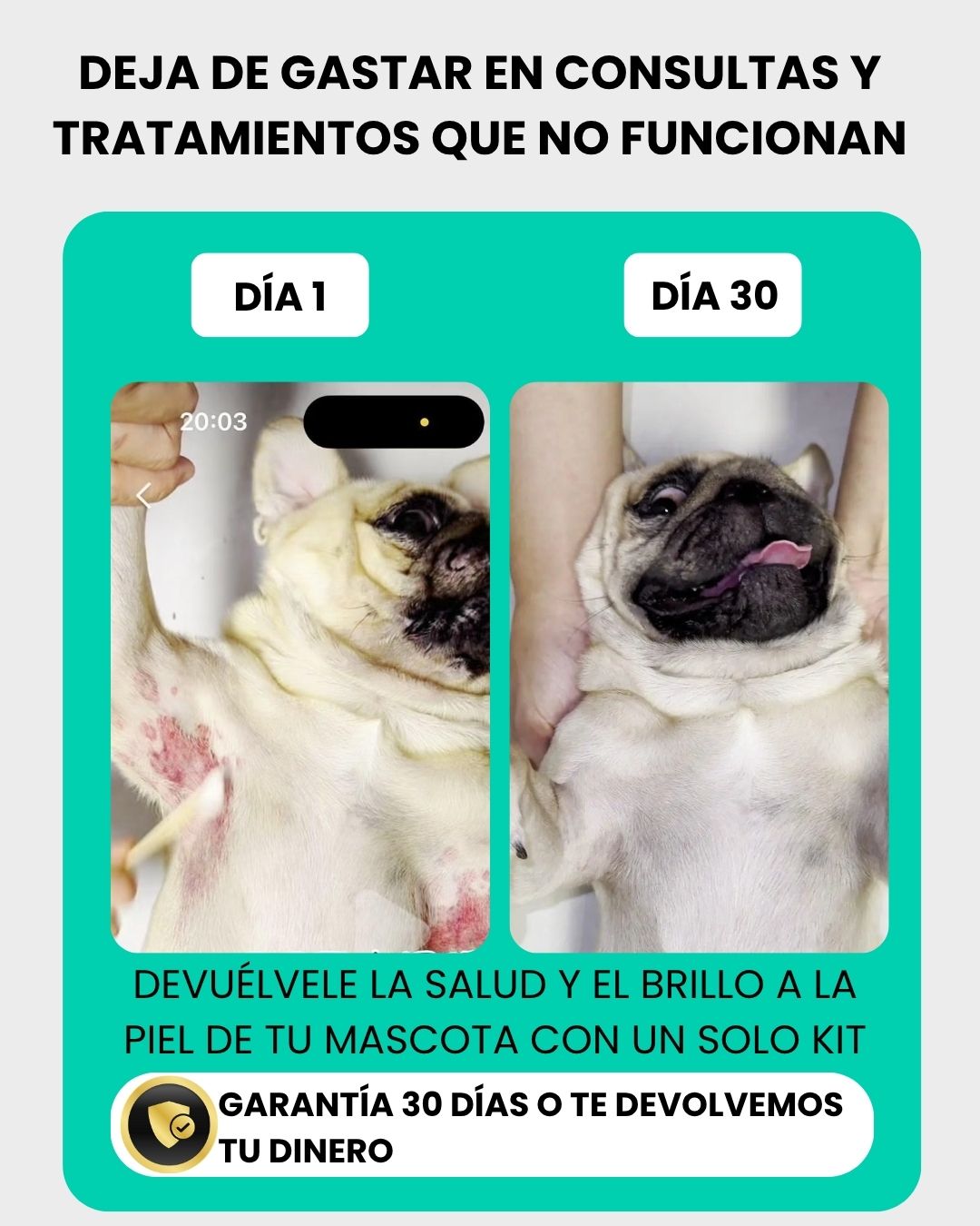 Cura la piel de tu mascota naturalmente